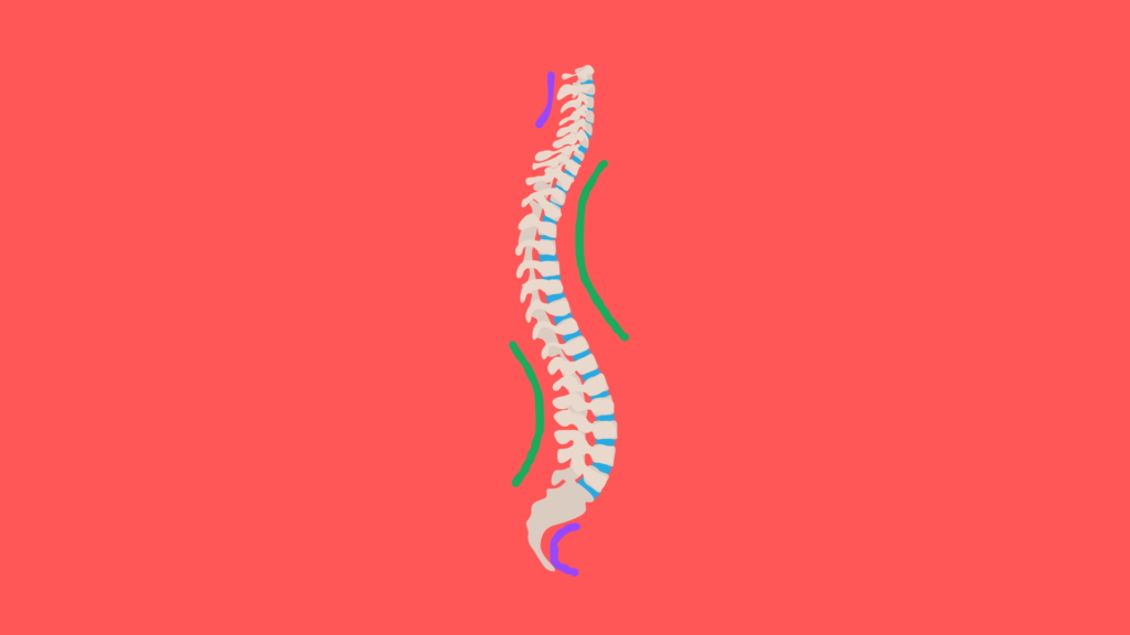 Normal Spine