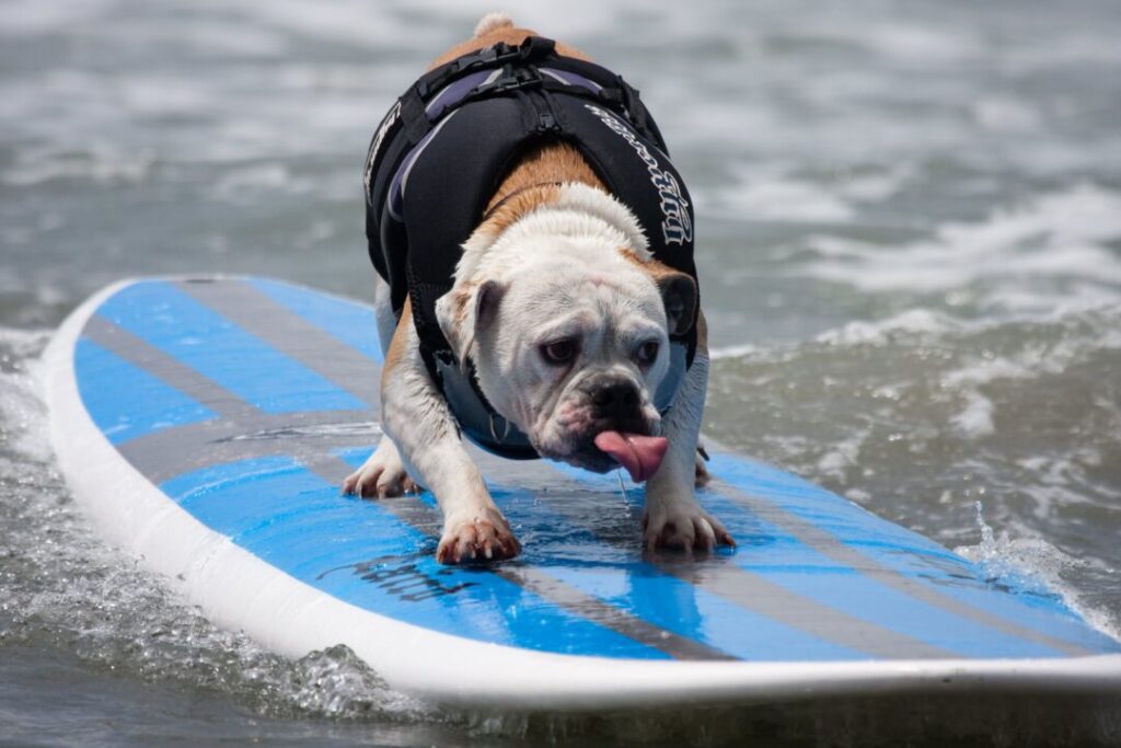 Surfing dog